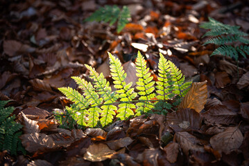paproć w lesie jesienią