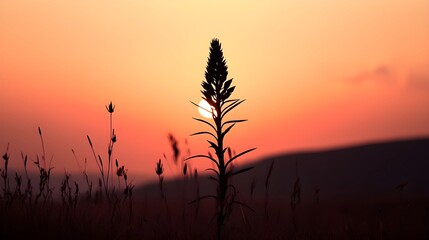 Agave Silhouette Against Pink Sunset