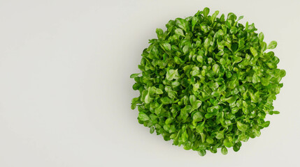 Fototapeta premium Fresh cress salad on a bed of lettuce for healthy eating and culinary inspiration