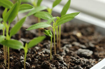 Young chili plant in soil
