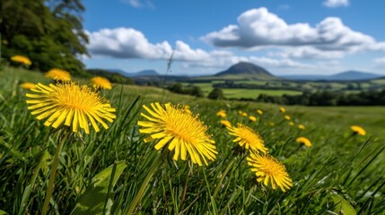 Beautiful field of bright yellow dandelions under a blue sky