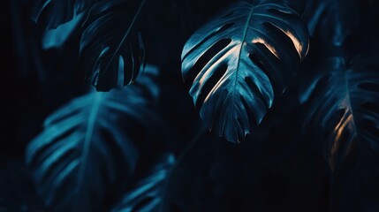 Close up of large leaves showing interesting natural formations