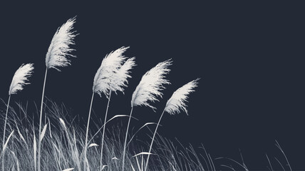 Obraz premium A monochrome close-up shot of several stalks of pampas grass against a dark background. The grass is white or light gray, appearing soft and wispy, with the plumes gently blowing in the wind. The