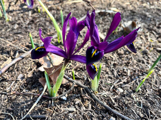 Purple netted iris (Iridodictyum reticulatum or Iris reticulata) flowers in spring garden