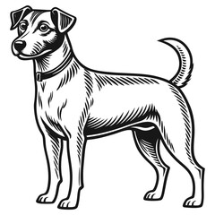 Black and White Jack Russell Terrier Standing Profile with Collar Icon 89
