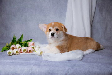 cute Welsh corgi puppy with a bouquet of spring flowers on a gray background