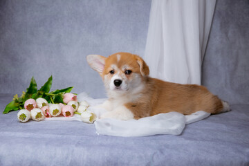 cute Welsh corgi puppy with a bouquet of spring flowers on a gray background