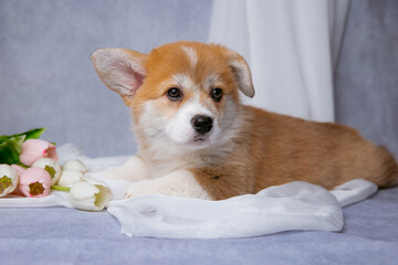 cute Welsh corgi puppy with a bouquet of spring flowers on a gray background