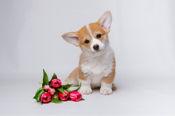 Cute Welsh corgi puppy with spring flowers on a white background