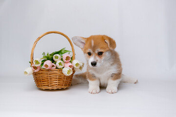Cute Welsh corgi puppy with spring flowers on a white background