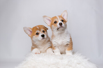 two cute Welsh corgi puppies on a white background