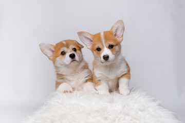 two cute Welsh corgi puppies on a white background