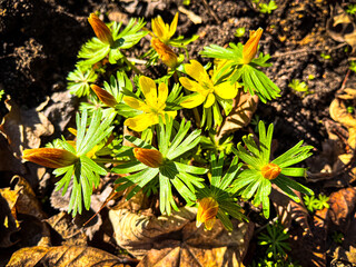 Eranthis hyemalis a late winter spring flowering plant with a yellow wintertime flower commonly known as winter aconite