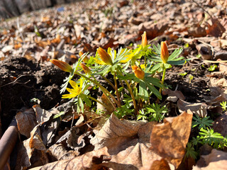 Eranthis hyemalis a late winter spring flowering plant with a yellow wintertime flower commonly known as winter aconite