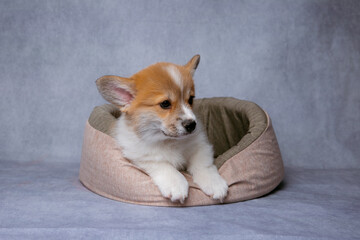 A cute Welsh Corgi puppy lies in a cot on a gray background
