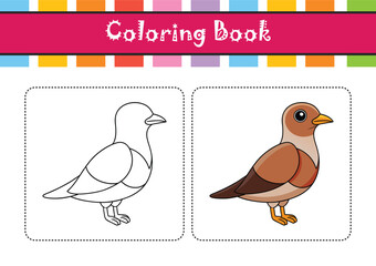  Charming Australian Pratincole Bird Illustration