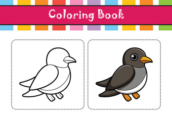  Realistic Band-Rumped Storm Petrel Illustration