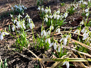 Close-up of delicate snowdrops emerging from the ground, bathed in sunlight against a clear blue...
