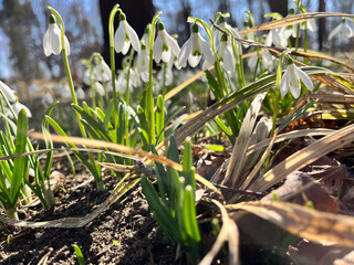 Close-up of delicate snowdrops emerging from the ground, bathed in sunlight against a clear blue sky.
