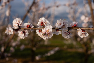 Obstplantagen bei Mainz, März 2025
