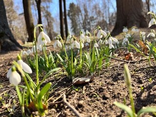 Close-up of delicate snowdrops emerging from the ground, bathed in sunlight against a clear blue sky.