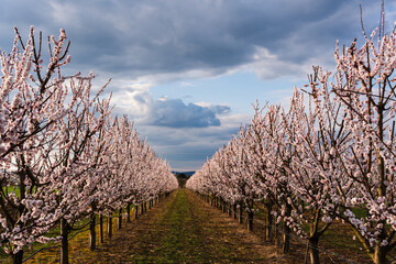 Obstplantagen bei Mainz, März 2025
