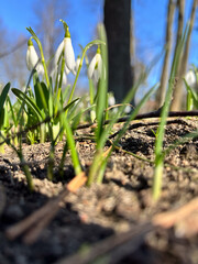 Close-up of delicate snowdrops emerging from the ground, bathed in sunlight against a clear blue sky.