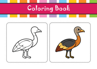  Stunning Black-Bellied Bustard Bird Representation