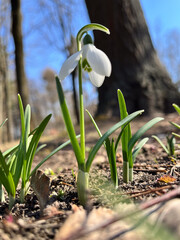 Close-up of delicate snowdrops emerging from the ground, bathed in sunlight against a clear blue sky.