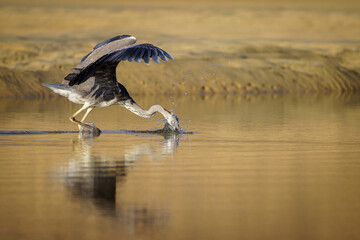 Grey Heron (Ardea cinerea) hunting