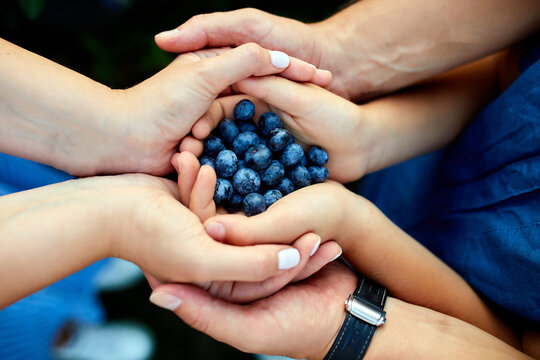 Hands of family members come together, showcasing freshly harvested blueberries. The joyful moment captures summer's bounty and familial connection.