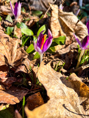 Close-up of purple crocus flowers blooming in early spring, surrounded by green grass and fallen leaves