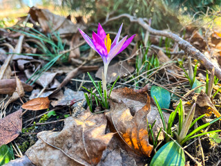 Close-up of purple crocus flowers blooming in early spring, surrounded by green grass and fallen leaves