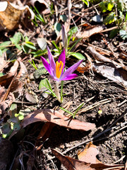 Close-up of purple crocus flowers blooming in early spring, surrounded by green grass and fallen leaves