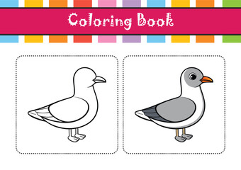  Realistic Bonaparte's Gull Illustration