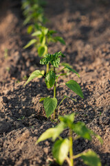 Pepper seedlings grow in spring.
