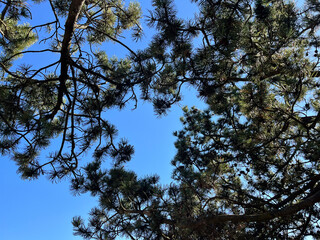 looking up into the blue sky through green crown of trees.