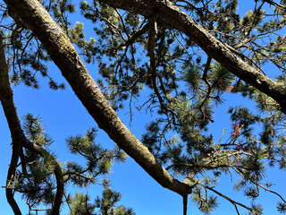 looking up into the blue sky through green crown of trees.