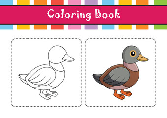  Stunning Cape Teal Nature Illustration