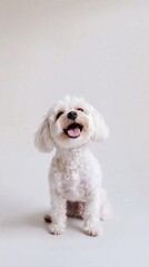 Fototapeta premium Cute happy dog sitting and posing on white background, Maltipoo dog