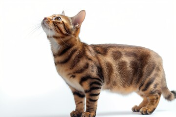 A lively Bengal cat with distinct markings gazes upwards, showcasing its playful nature and elegant posture against a clean white background.