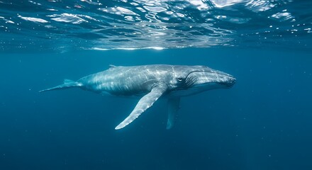 Naklejka premium Whale in Blue Ocean Water