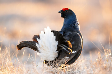 Black grouse showing its tale at sunrise