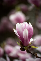 Closeup of magnolia blossom at spring in a public garden