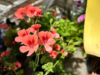 A geranium (also known as pelargonium, or storksbill) grown in the garden, with many pink flower...