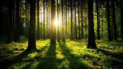 Obraz premium Bright sunlight shines through a dense forest of tall trees