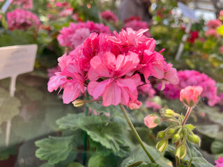 A geranium (also known as pelargonium, or storksbill) grown in the garden, with many pink flower...
