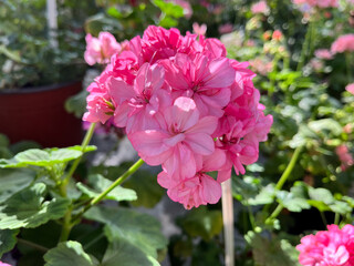 A geranium (also known as pelargonium, or storksbill) grown in the garden, with many pink flower...