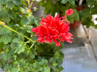 A geranium (also known as pelargonium, or storksbill) grown in the garden, with many pink flower...