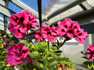 A geranium (also known as pelargonium, or storksbill) grown in the garden, with many pink flower...